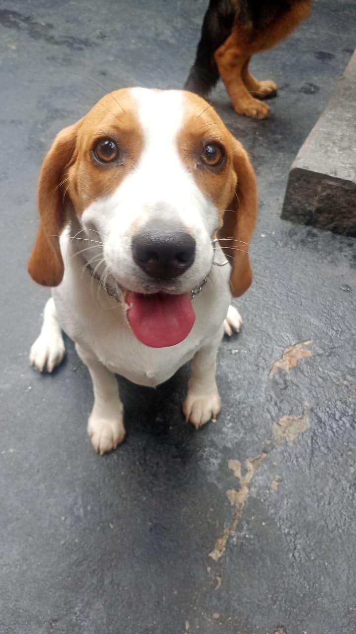 Cão brincando